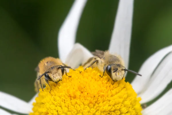 Oxeye Papatya Çiçek Kuzey Devon Ngiltere Yaz Besleme Iki Sıvacı — Stok fotoğraf