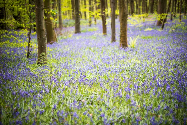 Boschi Bluebell Sbocciano Primavera Tappeti Fiori Nel Bosco Coed Cefn — Foto Stock