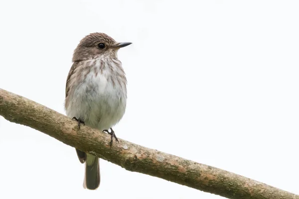 Upright Spotted Flycatcher Perched Diagonal Branch Isolated White Background North — Stock Photo, Image
