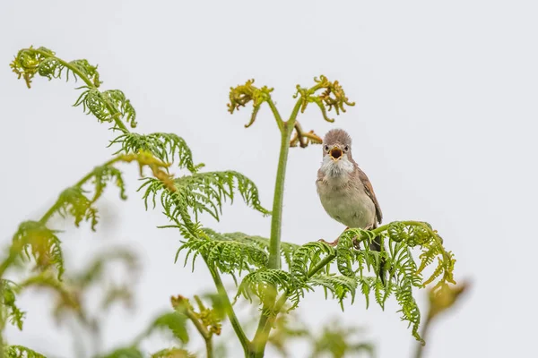 Whitethroat Sylvia Communis Appelant Face Caméra Debout Entre Crochets Printemps — Photo