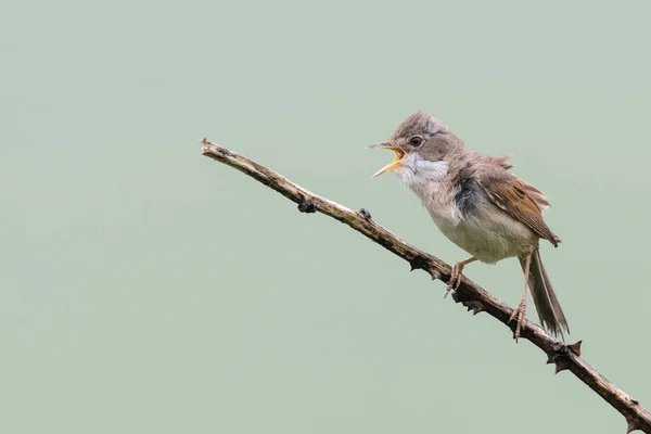 Whitethroat Sylvia Communis Teljes Erőkifejtés Borzolt Tollazat Énekelt Pembrokeshire Wales — Stock Fotó