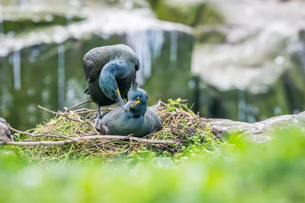 Two Shags Mating Clifftop Nest Farne Islands May — Stock Photo, Image