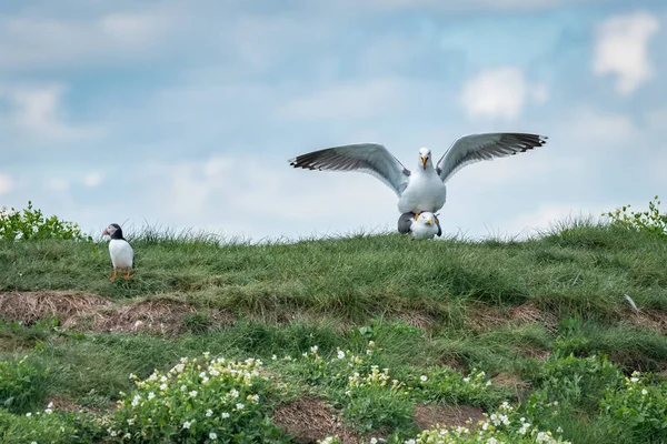 Awkward Moment Puffin Looks Away Two Gulls Mating Farne Islands — Stock Photo, Image