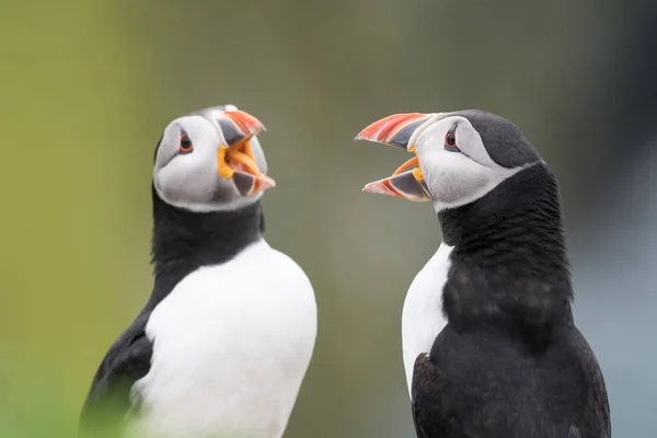İki puffins (Fratercula arctica) davranışını yansıtma. Burnu açık, dilleri gösterilen. Aynada yansıması görünümünü.