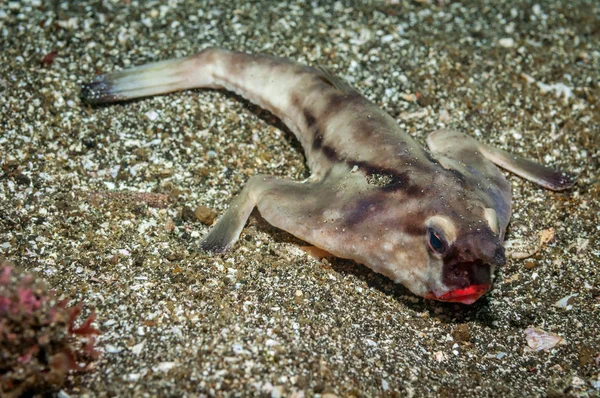 Galapagos garip deniz hayatta. Kumlu dibinin üzerinde yalan kırmızı dudaklı batfish (Ogcocephalus darwini). Isabella Adası, Galapagos, Eylül.
