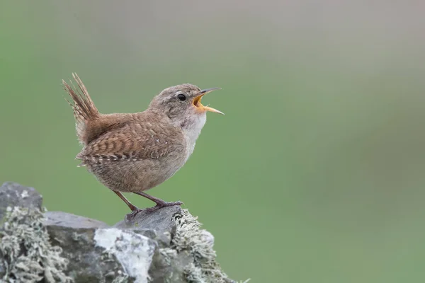 Çalıkuşu (Troglodytes troglodytes) şarkı, liken üzerinde duran kaya kaplı. Doğal yeşil arka plan kopya alanı ile izole. Skomer Island, Pembrokeshire, Wales. Mayıs