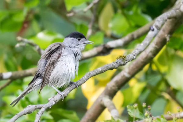 Samec Pěnice Černohlavá Sylvia Atricapilla Ústa Otevřená Rozcuchané Peří Během — Stock fotografie