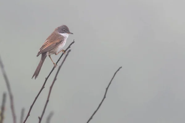 Pěnice Hnědokřídlá Sylvia Communis Větvičku Mlze Pembrokeshire Wales Velká Británie — Stock fotografie