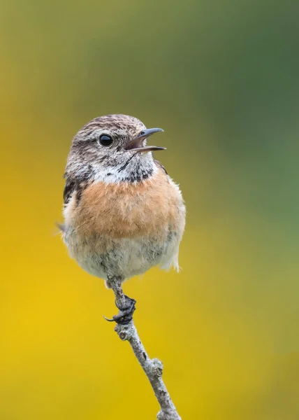 Stonechat Feminino Saxicola Torquata Boca Aberta Chamando Parceiro Pembrokeshire Gales — Fotografia de Stock