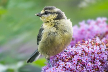 Genç mavi baştankara (Cyanistes caeruleus) dikey İskoç çam Ağaç gövdesinde, tıraşlama kabuk arıyor. Galler, Birleşik Krallık, Temmuz