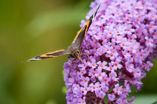 Red Admiral Butterfly Vanessa Atalanta Face Feeding Buddleia Flowers July — Stock Photo, Image