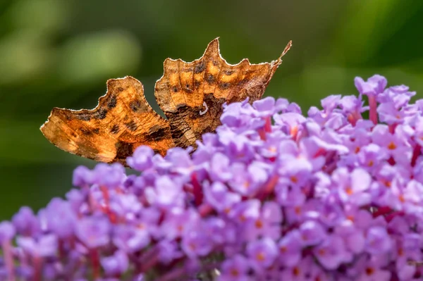 Comma Butterfly Polygonia Album Hiding Buddleia Flowers Wales July — Stock Photo, Image