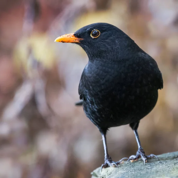 Merlo Maschio Turdus Merula Nel Giardino Inverno Galles Regno Unito — Foto Stock