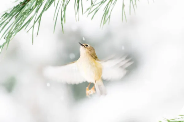 Goldcrest Regulus Regulus Locie Rozmycie Ruchu Skrzydła Obramowane Igieł Sosnowych — Zdjęcie stockowe