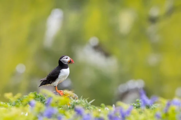 Single Puffin Green Clifftop Blurred Puffin Colony Background Bluebell Flowers — Stock Photo, Image