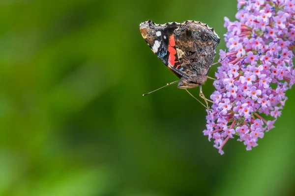 Red Admiral Butterfly Vanessa Atalanta Side Feeding Buddleia Flowers July — Stock Photo, Image