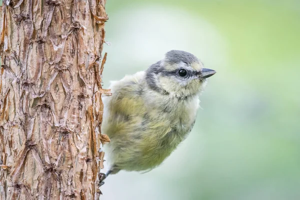 Молодая Голубая Синица Cyanistes Caeruleus Сидящая Вертикальном Стволе Шотландской Сосны — стоковое фото