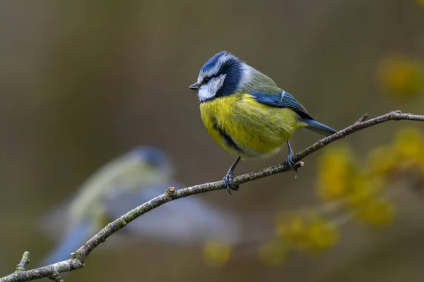 Два Синій Сиськи Cyanistes Caeruleus Весняних Жовтими Квітами Фону Одній — стокове фото