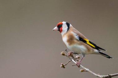 Goldfinch kış profil portre