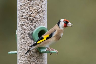 Goldfinch besleyici portre