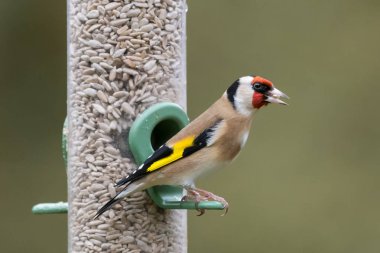 Goldfinch feeder portrait clipart