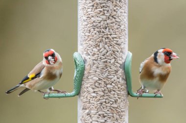 İki golfinch tohum besleyici