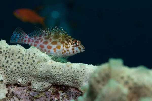 Peixe-falcão de coral em Sudão — Fotografia de Stock