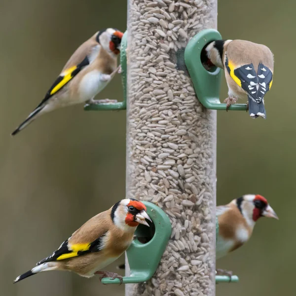 Dört goldfinches tohum besleyici — Stok fotoğraf