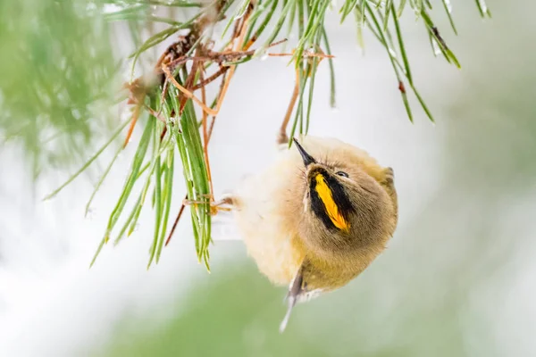 Yukarıdan Goldcrest görünümü — Stok fotoğraf