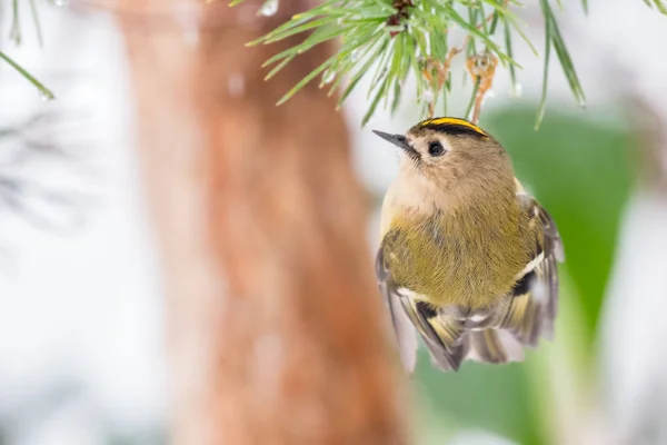 Goldcrest clinging on pine tree — Stock Photo, Image