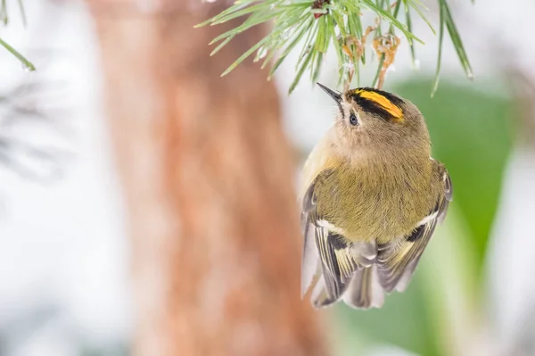 Goldcrest em pinheiro — Fotografia de Stock