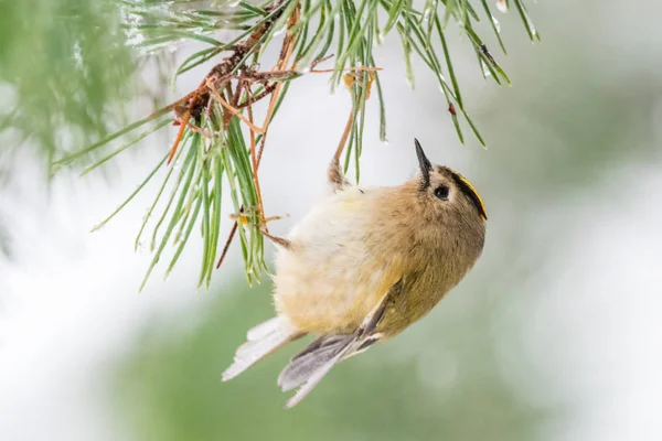 Goldcrest profil portré — Stock Fotó