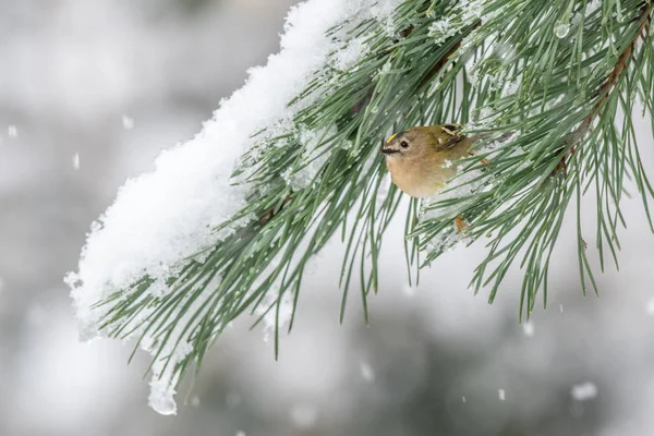 Goldcrest under snow — Stock Photo, Image