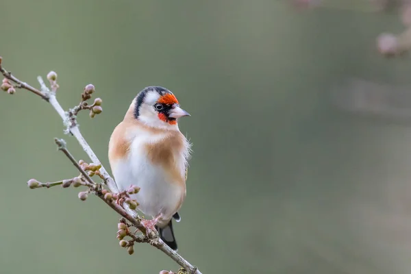 Retrato de inverno Goldfinch — Fotografia de Stock