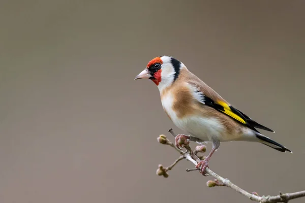 Goldfinch vinter profil porträtt — Stockfoto