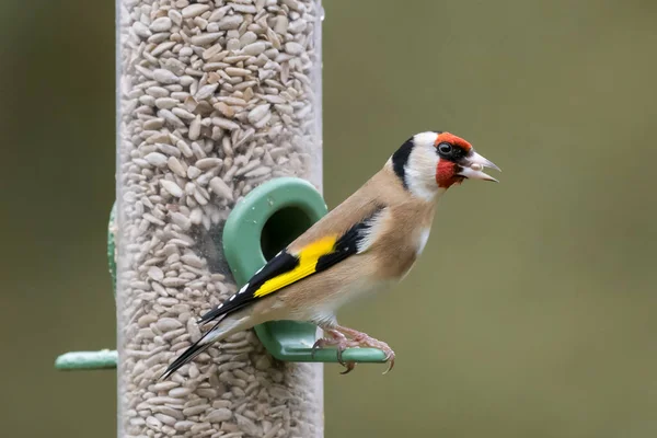 Goldfinch besleyici portre — Stok fotoğraf