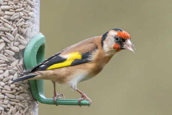 Goldfinch alimentador de sementes de girassol — Fotografia de Stock