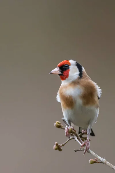 A Goldfinch portré izolált — Stock Fotó