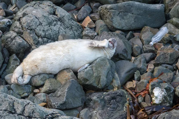 Mühür yavrusu plastik kirliliği
