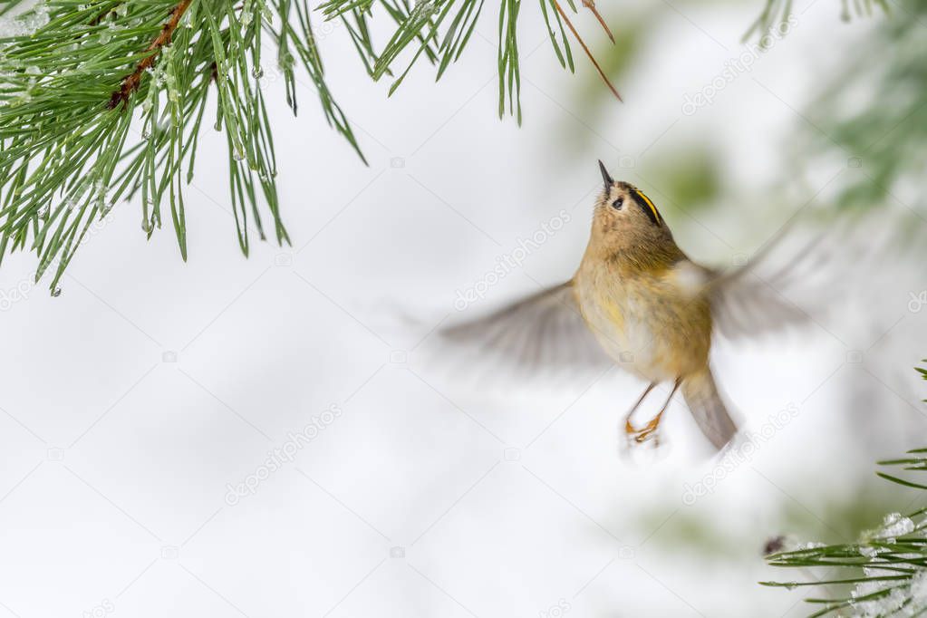 Goldcrest flying under pine needles