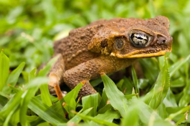 Cane toad in the grass. Dauin, Philippines clipart
