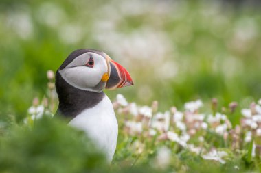 Deniz campion arasında Puffin portre