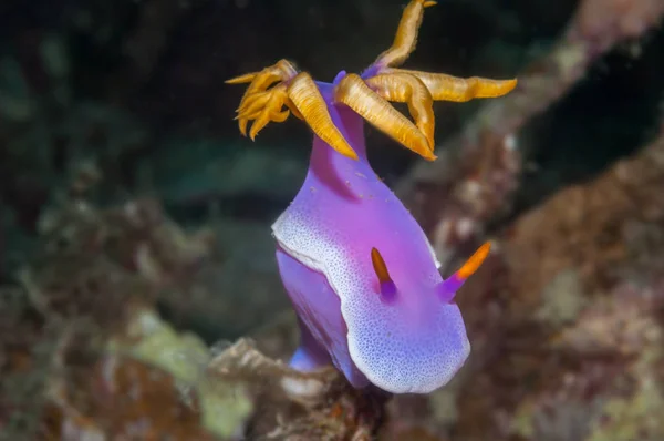 Danjugan nudibranch Hypselodoris — Foto de Stock