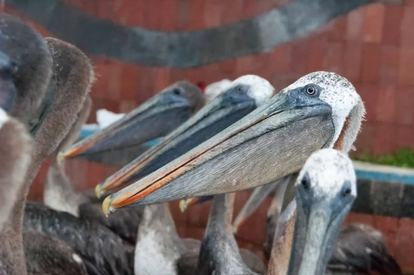 Galapagos Brown pelican line — Stock Photo, Image