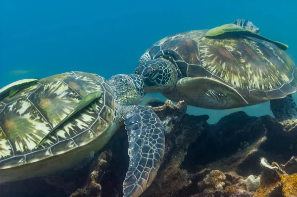 Las tortugas se besan por encima del arrecife — Foto de Stock