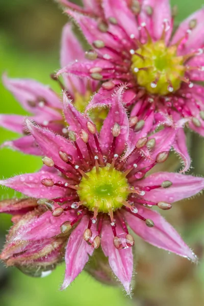 Sempervivum fiori in fiore — Foto Stock