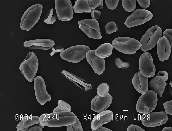 Elektron mikroskobu altında kiraz ağacı polenleri