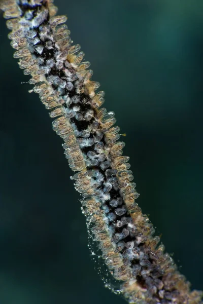 Pale damselfish larvae microscopic — Stock Photo, Image