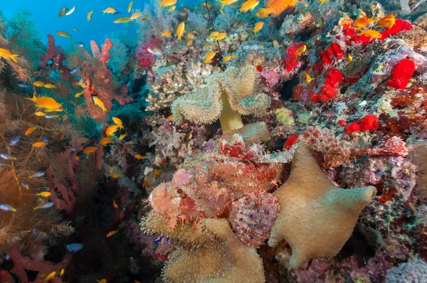 Sudan scorpion fish scene