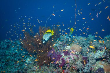 İki çizgili Butterflyfish Sudan